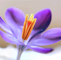 Bild von einer lila Blume